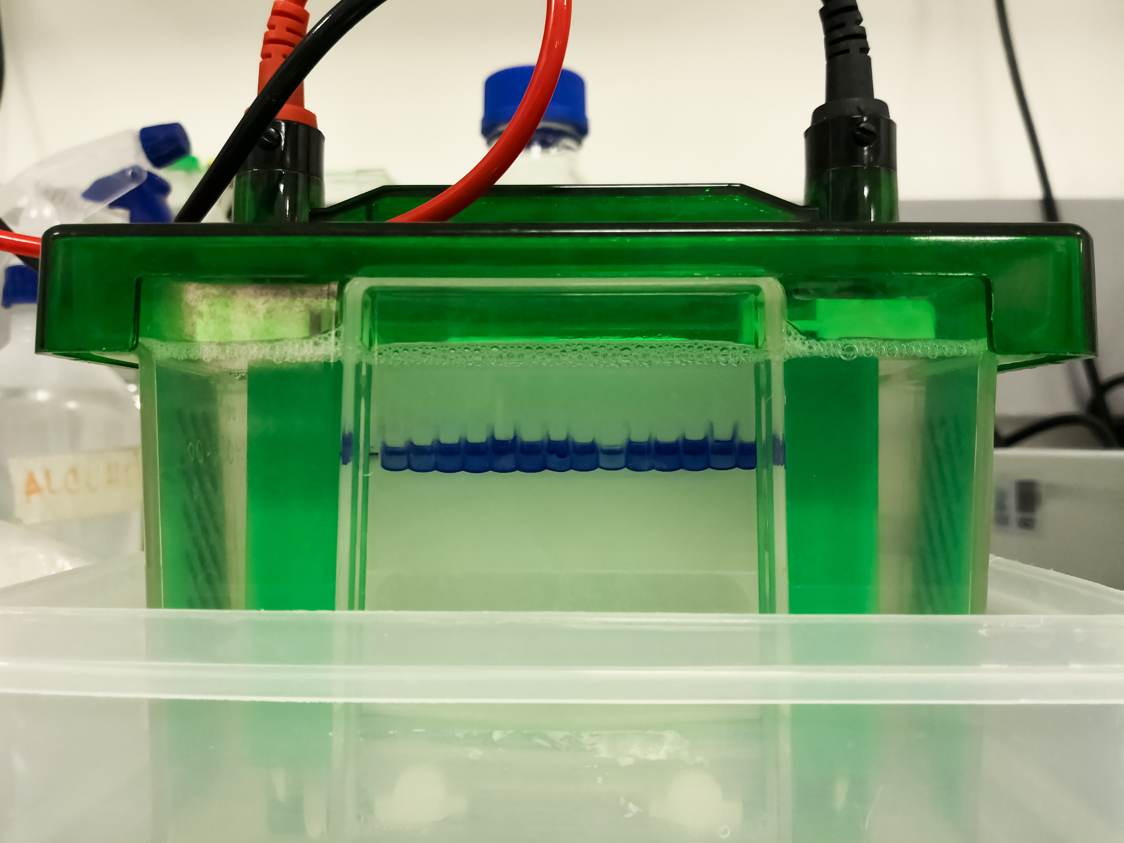 Sds Page Gel Recipe Biorad Bryont Blog